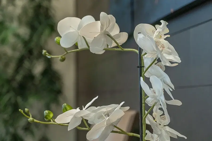 White orchid flower arrangement decorating the waiting area at Family First Dental in Rexburg Idaho